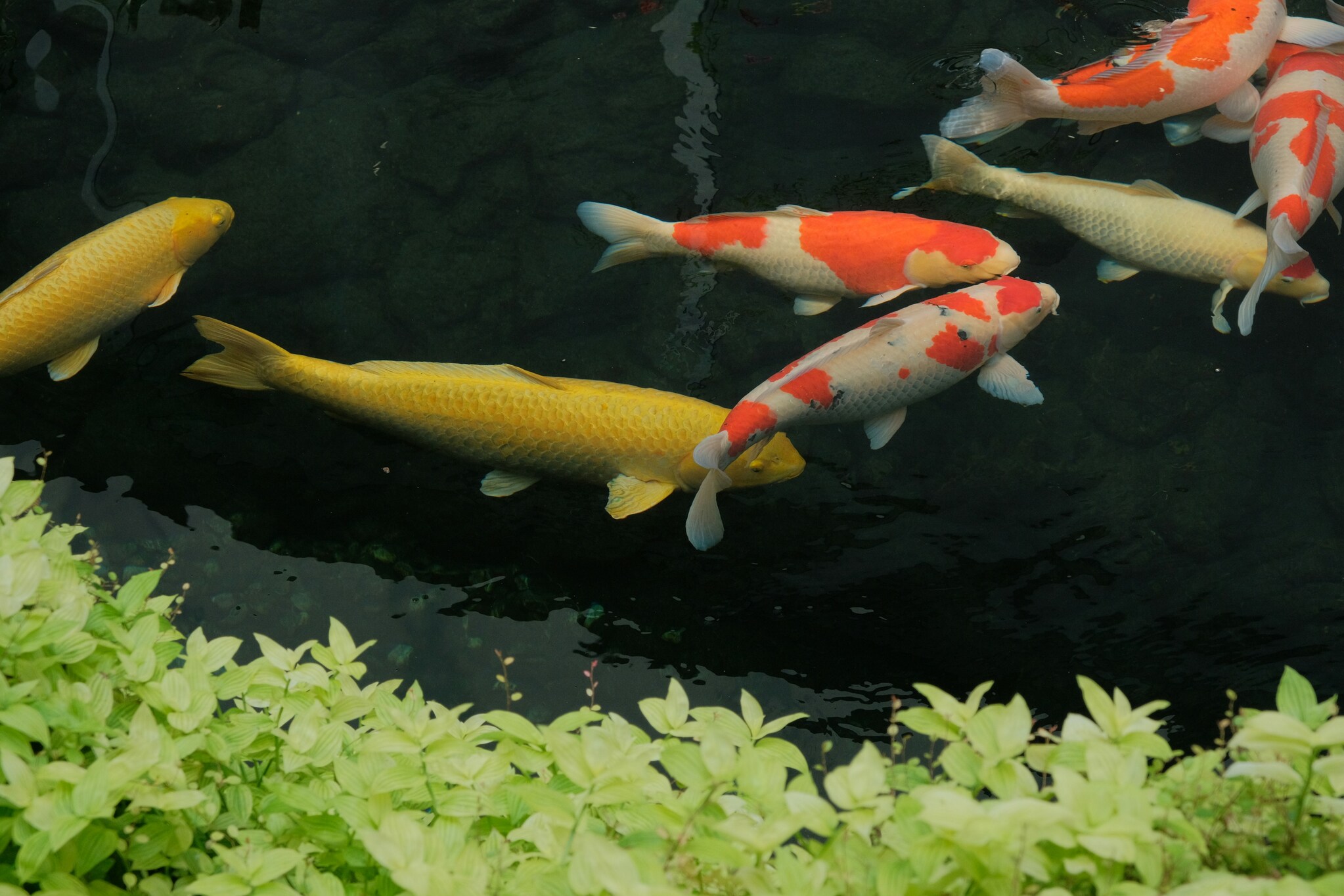 Vertical Farming Facility with pink LED lights illuminating rows of leafy greens